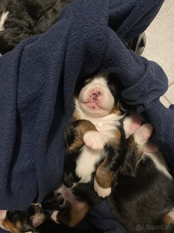 Bernský salašnícky pes - 4