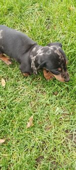 Trpaslíci jazvečík - 4