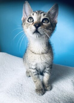 LOU SI HĽADÁ DOMOV VO VNÚTRI - 4