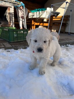 Zlatý retriever šteniatka - 4