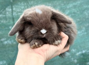 mláďatká minilop – samičky 🐰💕 - 4