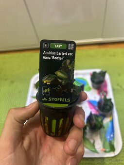 Akváriové rastliny - 4