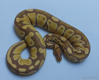 Python regius - 4