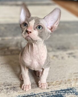 Don Sphynx - 4