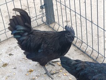 Kohút Ayam cemani - 4