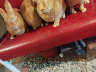 Burgundský králik - 4