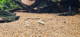 Vežovka malajská - 4