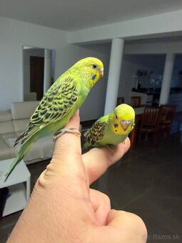 Andulky mlada Maznačik - 4