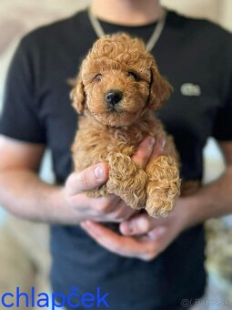 Pudel toy - 4