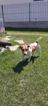 Jack russell teriér krytie - 4