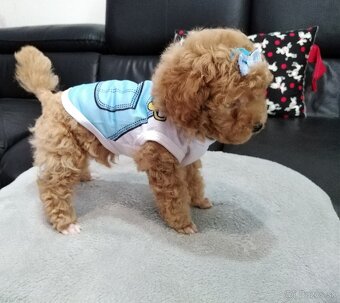 ❤️Pudlik mini toy ❤️ - 4