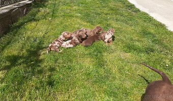 jazvečíci steniatka - 4