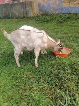 Predám kozičky - 4