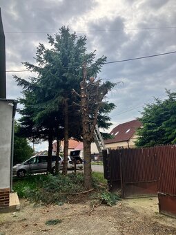 Pílenie stromov - 4