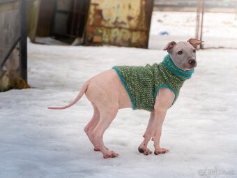 Americký bezsrstý teriér - 4