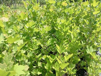 Platan javorolisty - 4