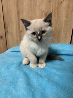 Ragdoll - 4