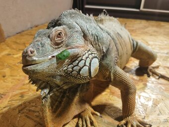 predám túto krásnu samicu Leguana - 4