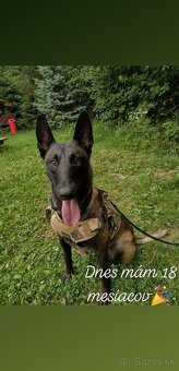 Belgický ovčiak šteniatka - 4