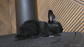 Zakrsly/teddy zajacik - 4