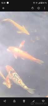 Koi kapor - 4