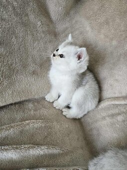 Britské mačiatka chinchilla - 4