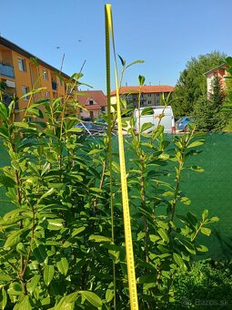 Vavrínovec Novita cca 200cm 14kusov - 4