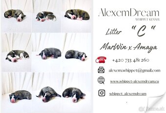 Whippet , Vipet s PP - 4