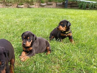 DOBERMAN - šteniatka - 4