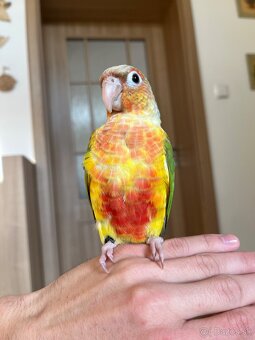 Pyrura zelenolící - ručně dokrmená mláďata - 4