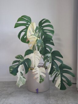 Monstera albo - 4