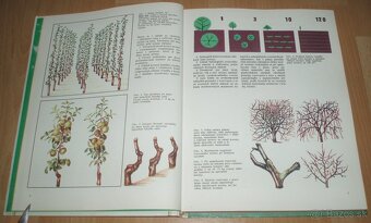 Tvarovanie a rez ovocných drevín - 4