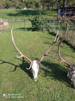 Predám poľovnícke trofeje – jelene a srnce - 4