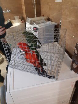 Predam papagaj kralovsky - 4