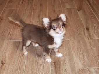 ČIVAVA - psík s PP - 4