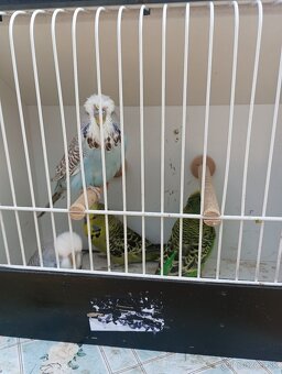 Výstavné andulky - 4