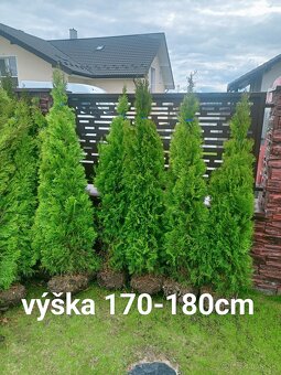 Tuja Smaragd - rôzne veľkosti - 4
