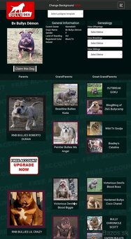 American bully pocket - 4