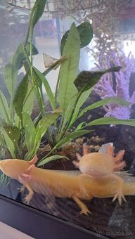 Predám axolotlov s akváriom - 4