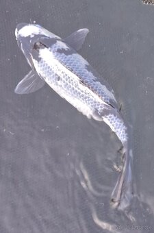 predam original japonskych koi - 4