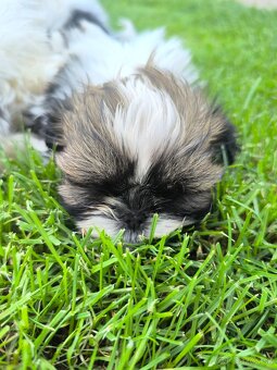 Predám šteniatka Shi-tzu ši-cu šicu shihtzu - 4
