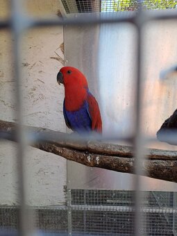 Predám eklektusov polychloros a amazónika bielobruchého - 4