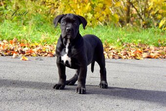 Cane Corso štěňátka s FCI PP - - 4