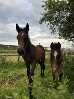 Predaj Shagya Arab kobyla + žriebä (aj samostatne) - 4