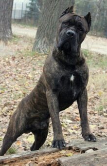 Cane Corso šteniatka s PP ( E’Nata Una Stella ) - 4