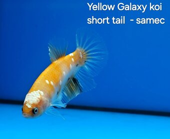 Betta splendens- Yellow Galaxy koi - 4