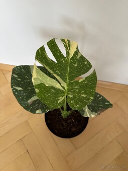 Monstera thai constalation - 4