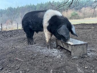 Preštické prasa - 4