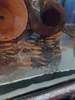 Ancistrus red, prisavník závojnatý. - 4