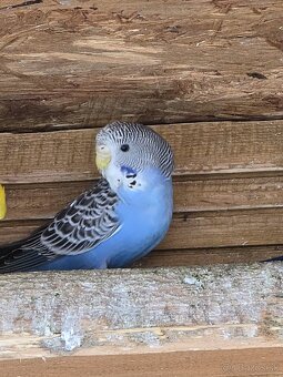 Andulka / andulky - 4